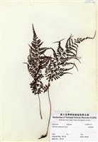 藏品(宿蹄蓋蕨)的圖片